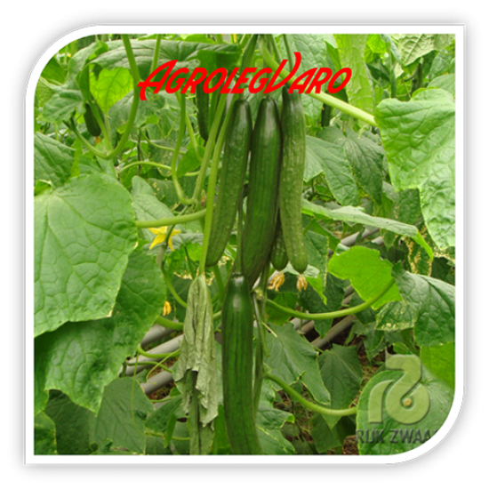 Seminte de castraveti VELOCE F1