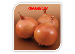 Seminte de ceapa BRATKO F1