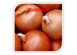 Seminte de ceapa CAMPERO F1