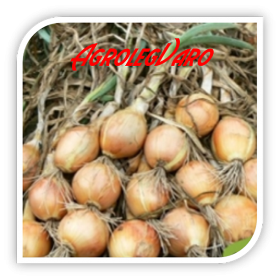 Seminte de ceapa CARLOS F1