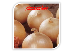 Seminte de ceapa Daytona PS F1