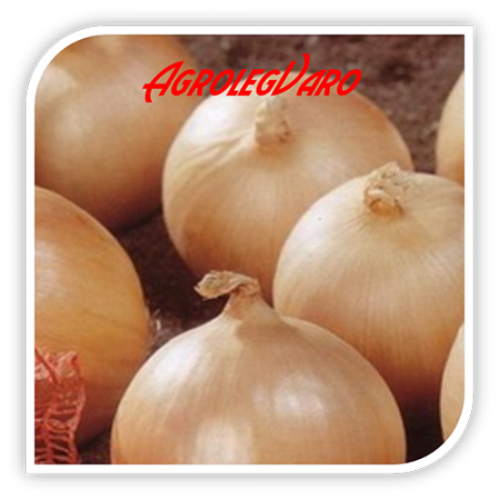 Seminte de ceapa Daytona PS F1