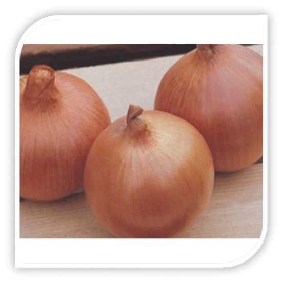 Seminte de ceapa Density 5