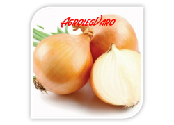 Seminte de ceapa FRANZISCO