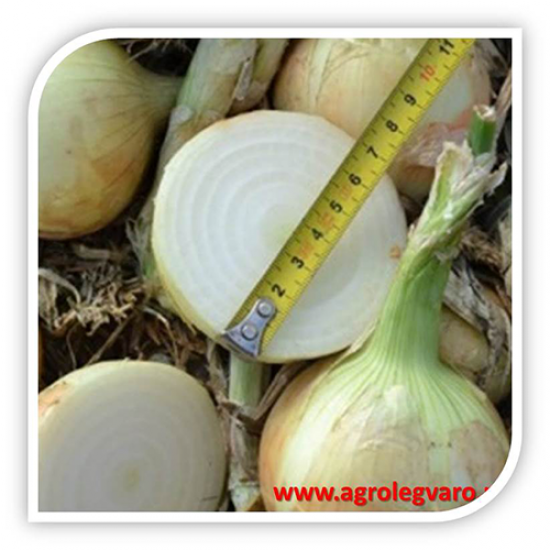 Seminte de ceapa GOLDEN SPIKE F1