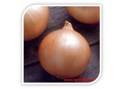 Seminte de ceapa GUIMAR F1 (ex-Candy)
