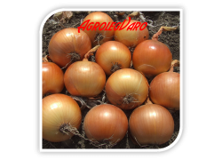 Seminte de ceapa LORENZOS F1