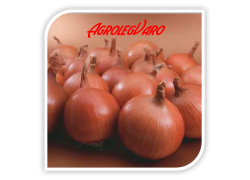 Seminte de ceapa OLOROSO F1