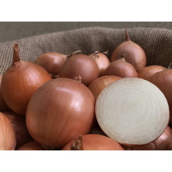 Seminte de ceapa PX07713119 F1