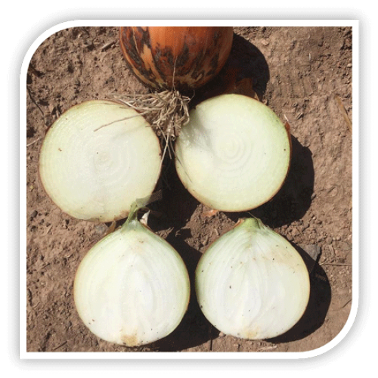 Seminte de ceapa RAMBISSIMO F1