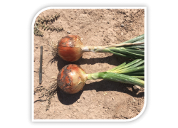 Seminte de ceapa RAMBISSIMO F1