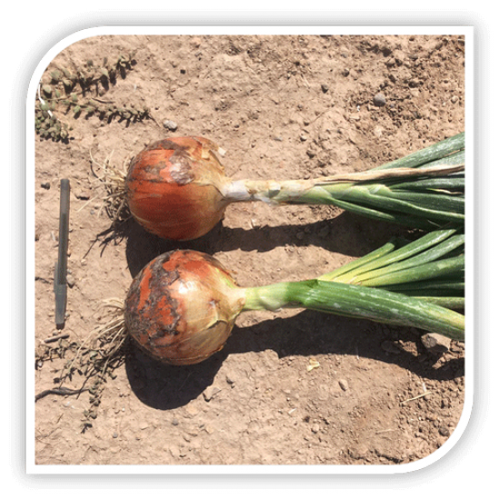 Seminte de ceapa RAMBISSIMO F1