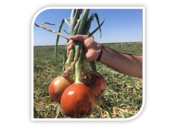 Seminte de ceapa RAMBISSIMO F1