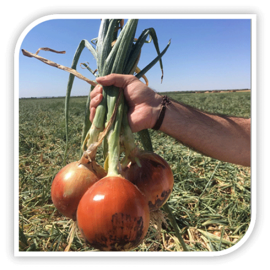 Seminte de ceapa RAMBISSIMO F1