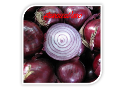 Seminte de ceapa Red Rum F1