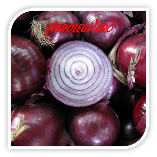 Seminte de ceapa Red Rum F1