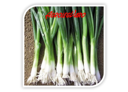 Seminte de ceapa SAVEL