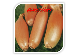 Seminte de ceapa SONKAHAGYMA