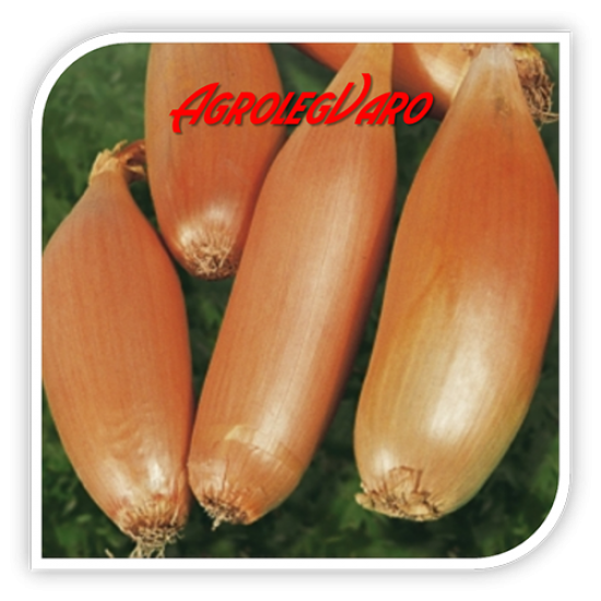 Seminte de ceapa SONKAHAGYMA