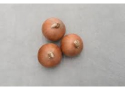 Seminte de ceapa STINGRAY F1