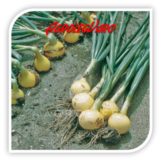 Seminte de ceapa Sibir