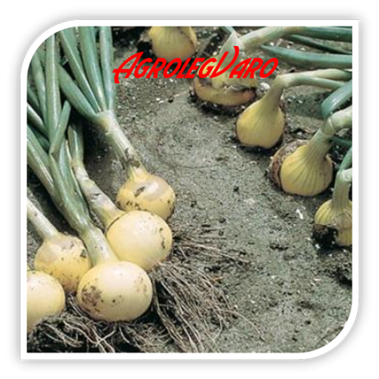 SEMINTE DE CEAPA SWIFT NS