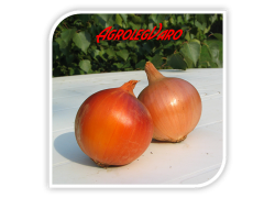 Seminte de ceapa VITEZ