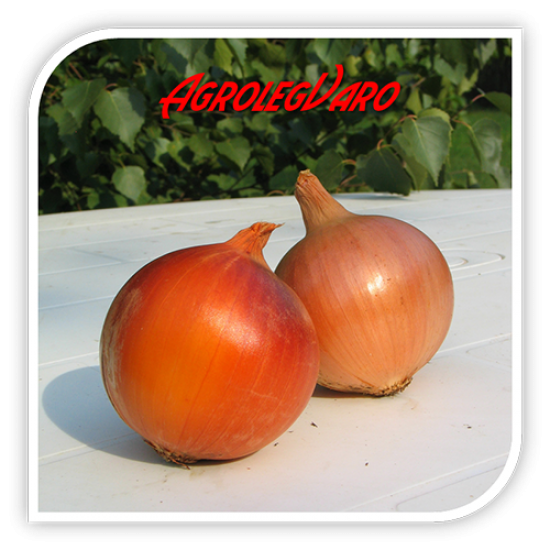 Seminte de ceapa VITEZ