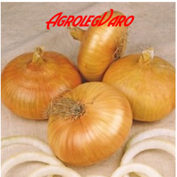Seminte de ceapa alba NOORD HOOLAND