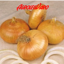 Seminte de ceapa alba NOORD HOOLAND