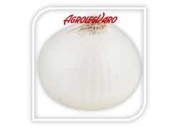 Seminte de ceapa alba WHITE SKY F1