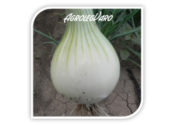 Seminte de ceapa galbena SANDRINA F1