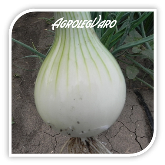 Seminte de ceapa galbena SANDRINA F1