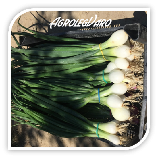 Seminte de ceapa galbena SANDRINA F1