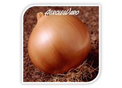 Seminte de ceapa galbena SANDRINA F1