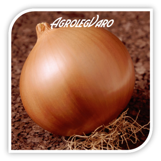 Seminte de ceapa galbena SANDRINA F1