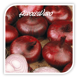 Seminte de ceapa rosie BRUNSWICK