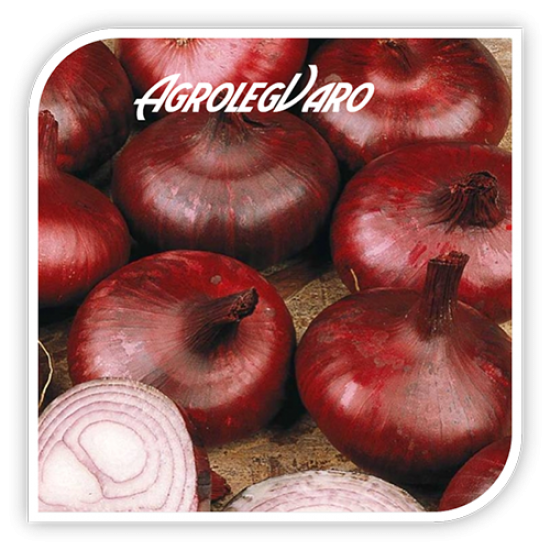 Seminte de ceapa rosie BRUNSWICK