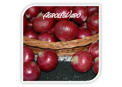 Seminte de ceapa rosie COUNTACH F1