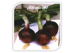 Seminte de ceapa rosie PRIMUL ROOSA