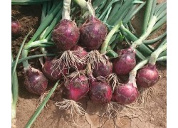 Seminte de ceapa rosie RED SPRING PS F1