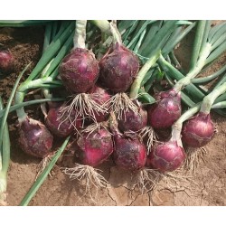 Seminte de ceapa rosie RED SPRING PS F1