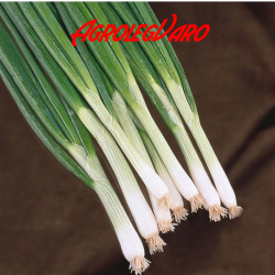 Seminte de ceapa verde WHITE LISBON