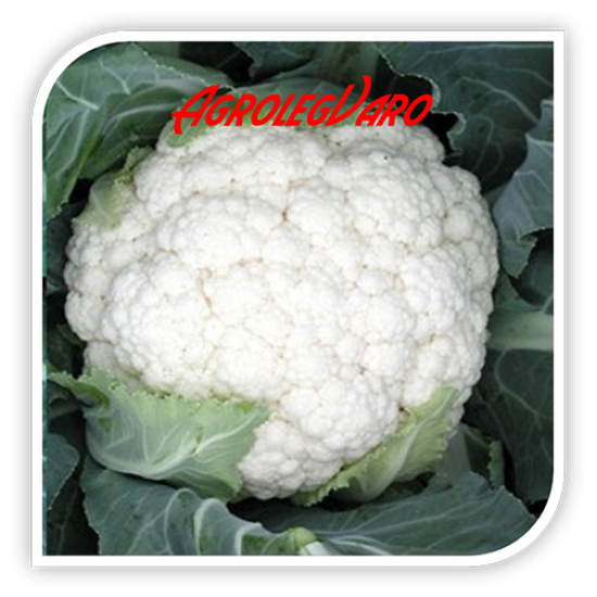 Seminte de conopida Amazing