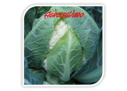 Seminte de conopida BODILIS F1