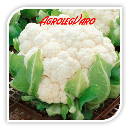 Seminte de conopida BORIS F1