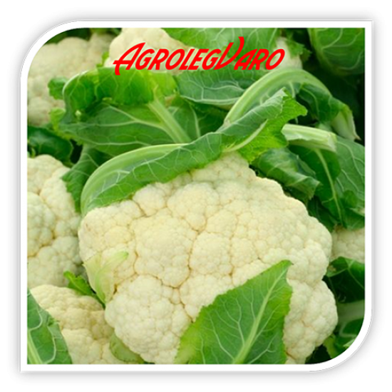 Seminte de conopida CASPER F1