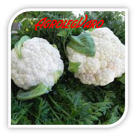 Seminte de conopida CELERITAS F1