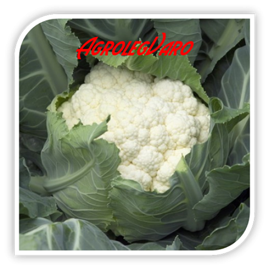 Seminte de conopida CHAMBORD F1