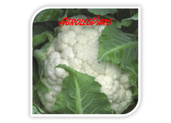 Seminte de conopida CHAMONIX F1